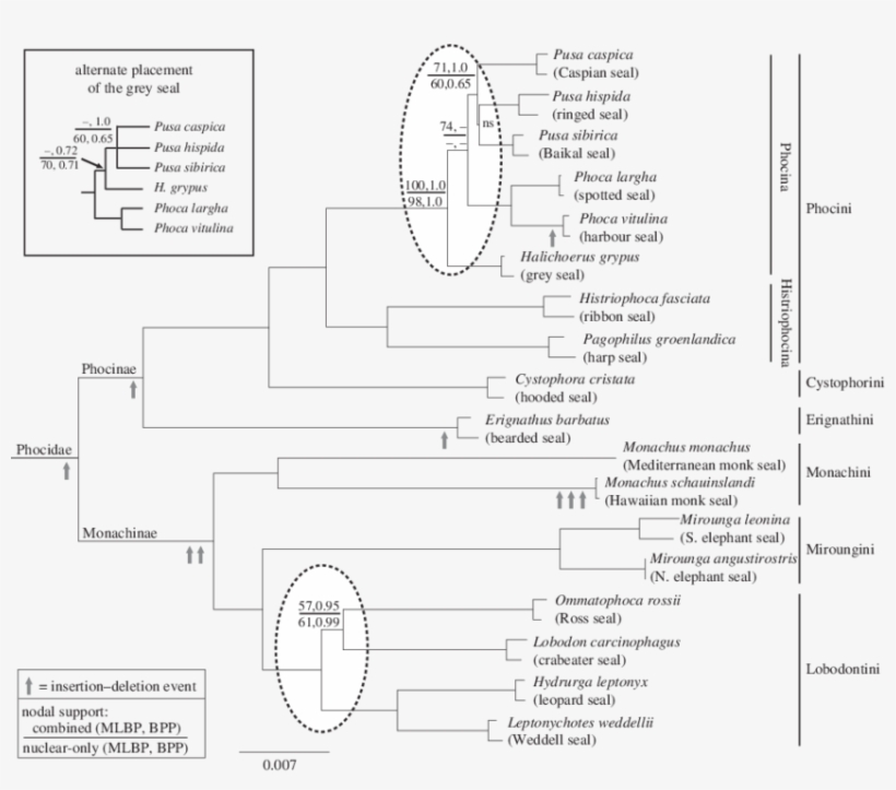 Phylogeny Of The Phocidae - Figure 1, transparent png #5531633