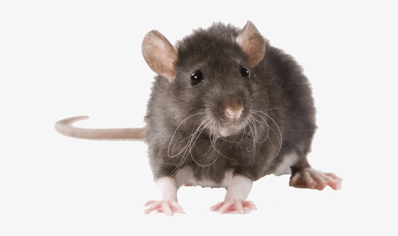 Free Png Mouse Free Pictures Png Images Transparent - Rat Animal, transparent png #5531636