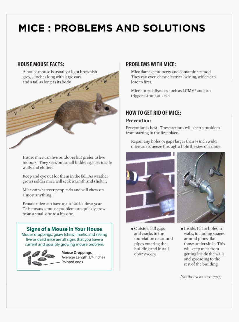 Mice Prevention And Solutions - Salford, transparent png #5531693
