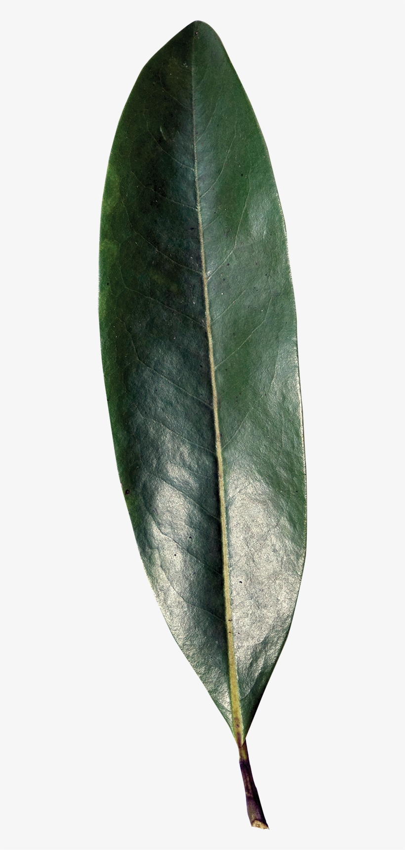 Simple - Sweetbay Magnolia Leaf, transparent png #5531811