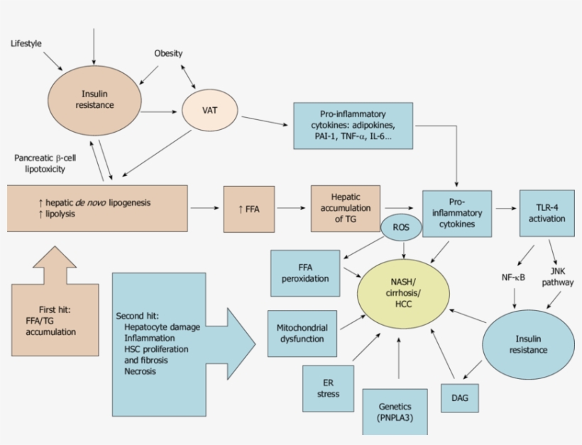 Schematic Summary Of Nafld Pathophysiology According - Il 6 Dengan Nafld, transparent png #5532562