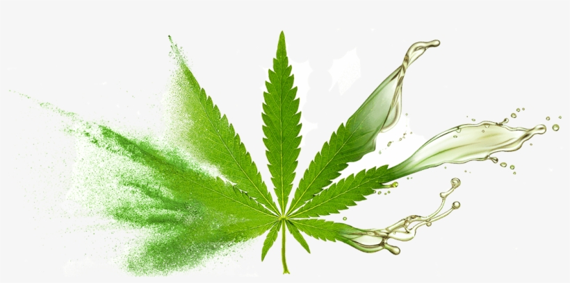 Bulk Supply & Manufacture Of Cbd Oil & Oil Powders - Marijuana Leaf, transparent png #5532991