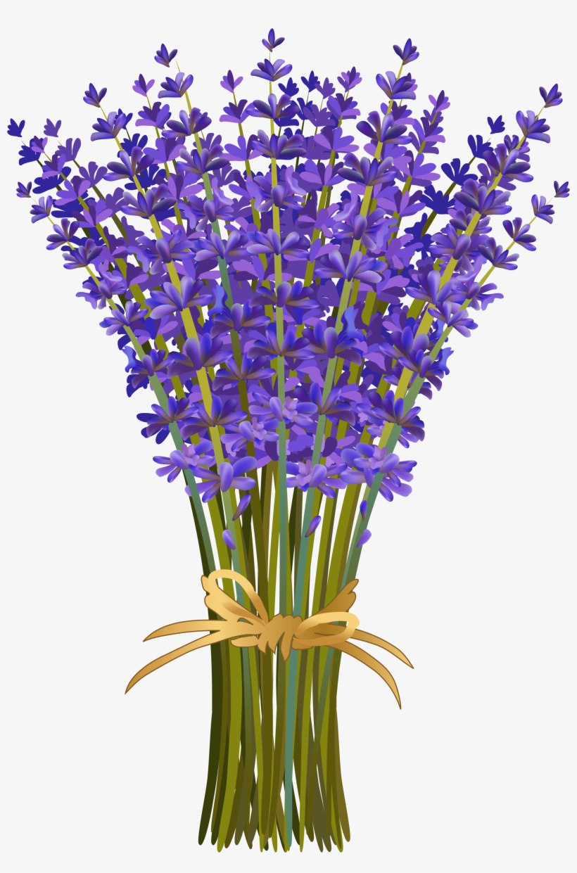 Лаванда Flores De Lavanda, Campos De Lavanda, Flores - Nature Hue - Lavender Essential Oil 10 Ml 100 Pure, transparent png #5536693