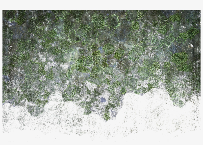 Wall Color - Grass, transparent png #5541885