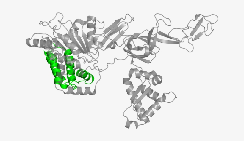 <div Class='caption-body'>1 Copy Of Pfam Domain - Minichromosome Maintenance, transparent png #5542279