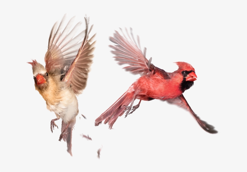 Therapy Services Gender Sexuality Issues Cardinals - Cardenales Aves Volando, transparent png #5542708