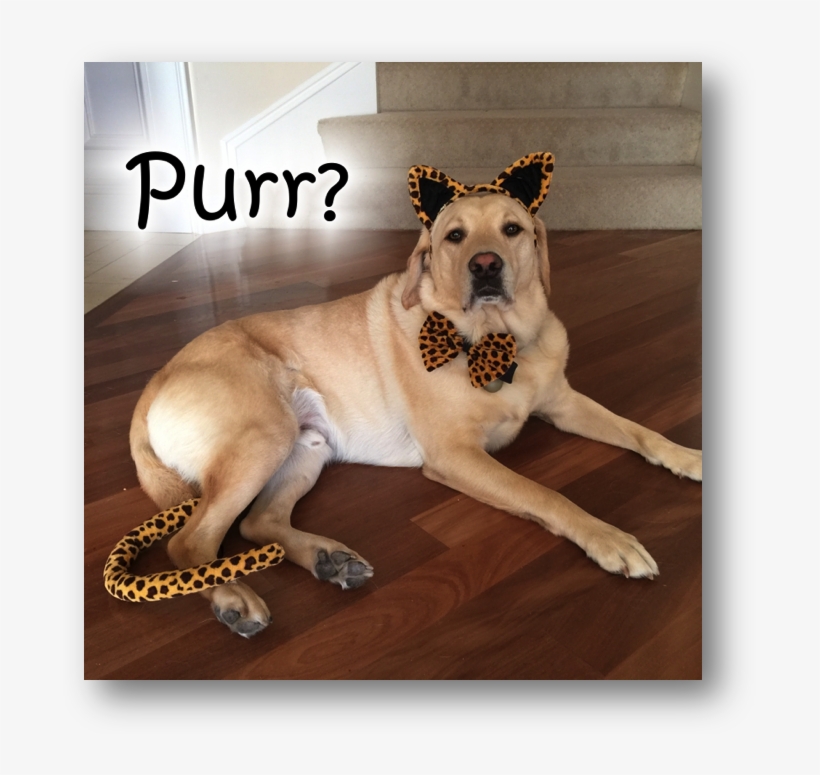 And Here's A Picture Of Victor Looking Very Handsome - Companion Dog, transparent png #5545465