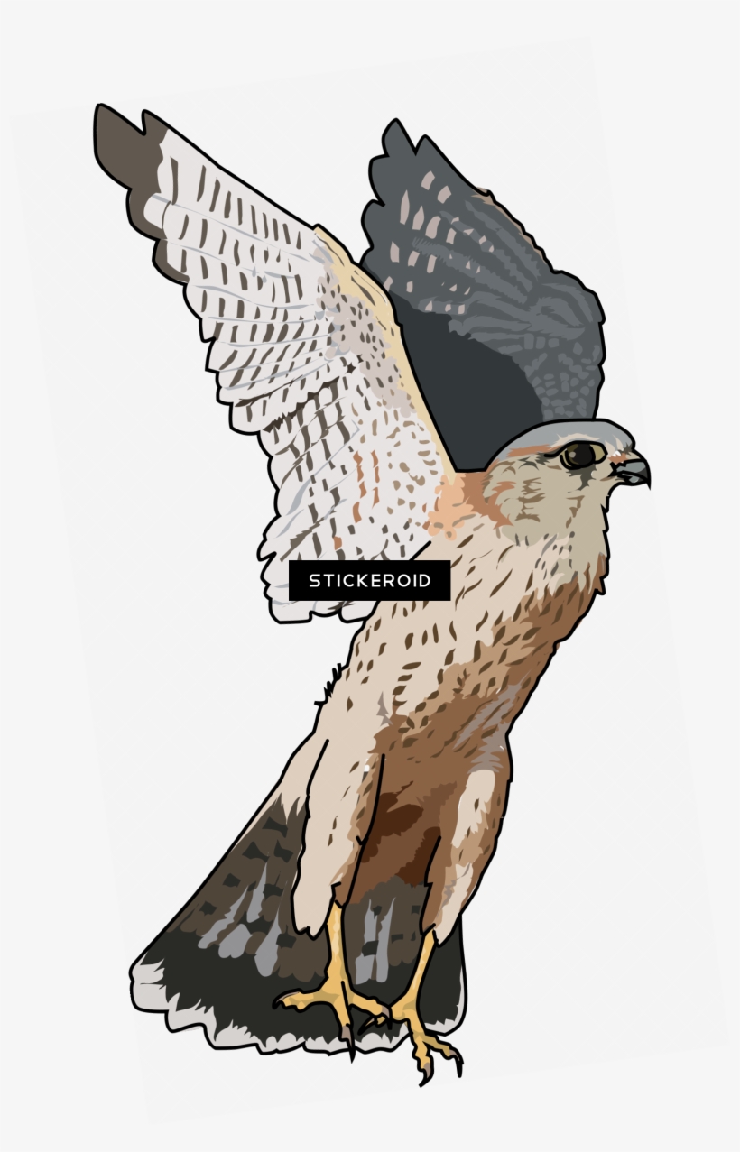 Falcon - Falcon Clipart Png, transparent png #5548034