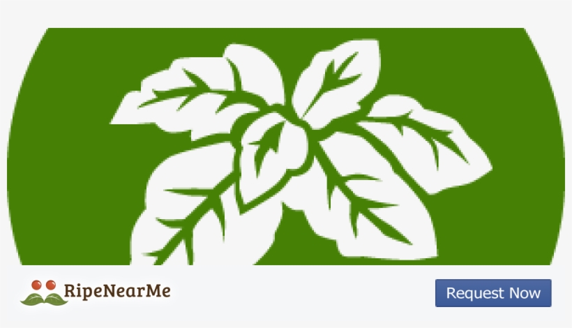 Icon, transparent png #5549308