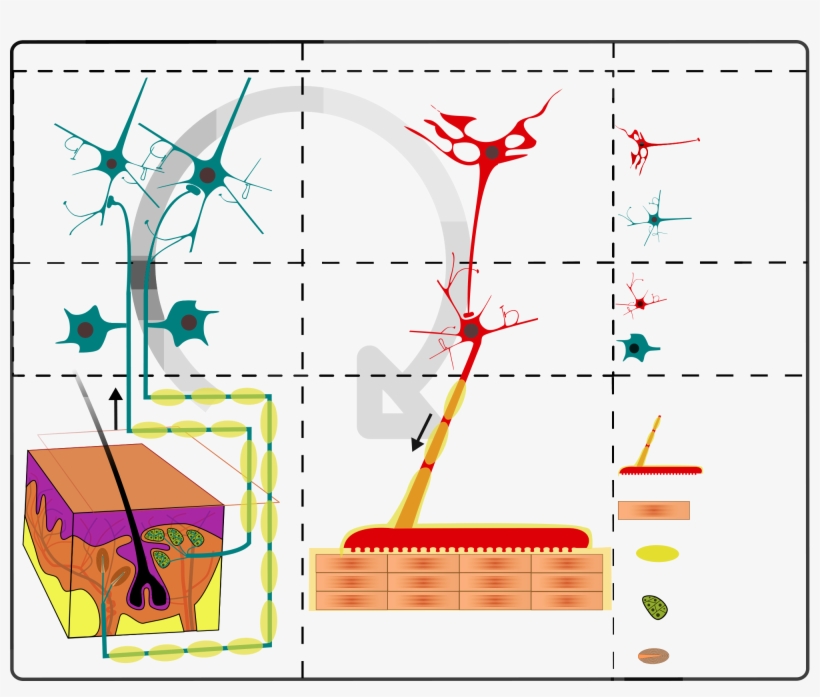 Open - Sensory And Motor Mechanism Of Plants, transparent png #5549447