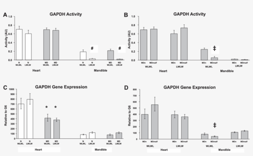 Enzyme Activity Of Glyceraldehyde 3 Phosphate Dehydrogenase - Diagram, transparent png #5549710