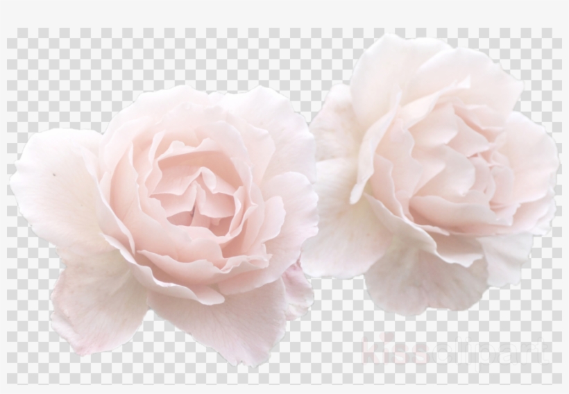 White Rose Flower Crown Transparent Clipart Garden - Vector Graphics, transparent png #5555512