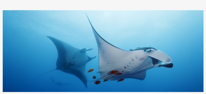 Marine Wildlife - Marine Mammal, transparent png #5556969