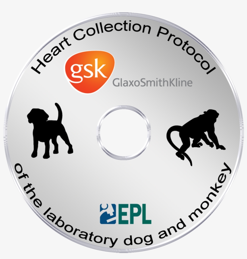 Heart Trimming Protocol Of The Laboratory Dog And Monkey - Gsk, transparent png #5560306