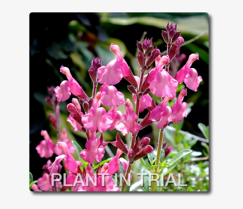 Salvia Tutti Frutti, transparent png #5562092