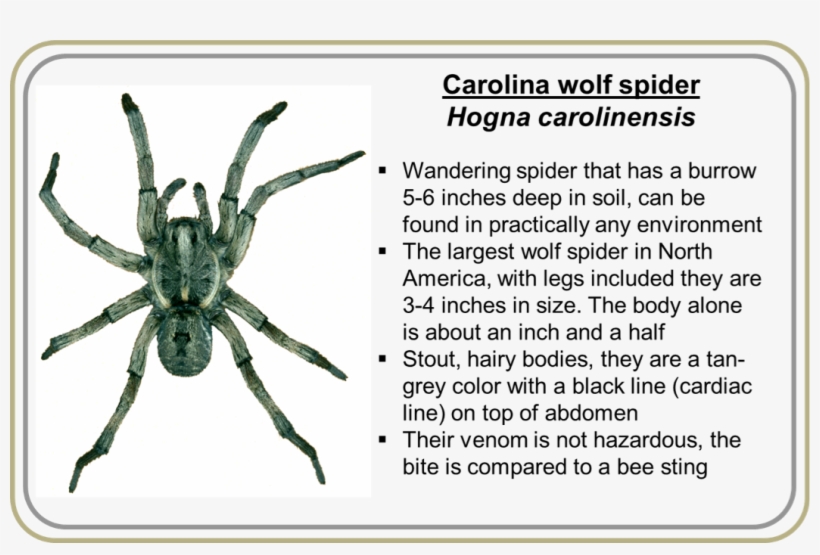 Tarantula, transparent png #5563079