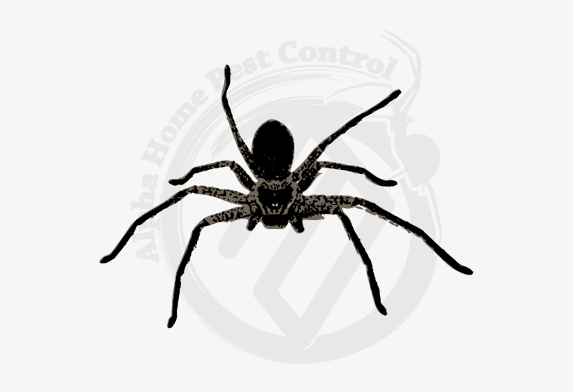 Huntsman Image Gallery - Spider, transparent png #5563357