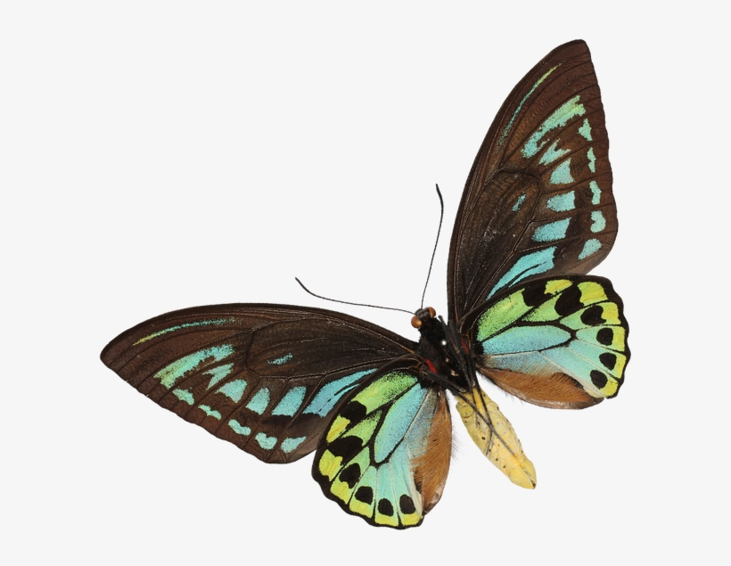 In This Section, There's A Wealth Of Information About - Brush-footed Butterfly, transparent png #5563414