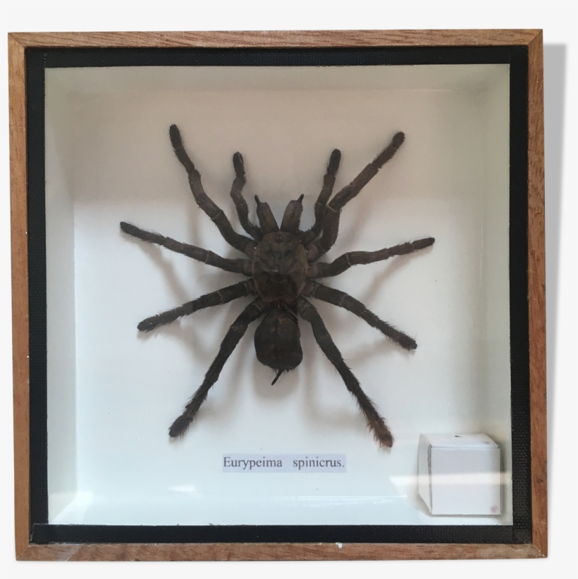 Spider, transparent png #5563523