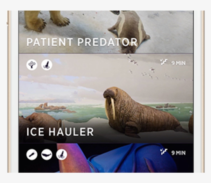 Walrus, transparent png #5570430