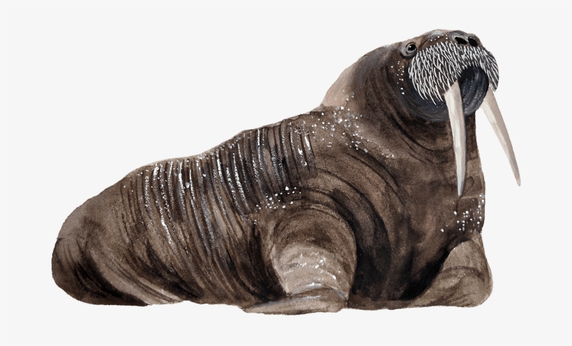 Walrus Ice - Seal, transparent png #5570516
