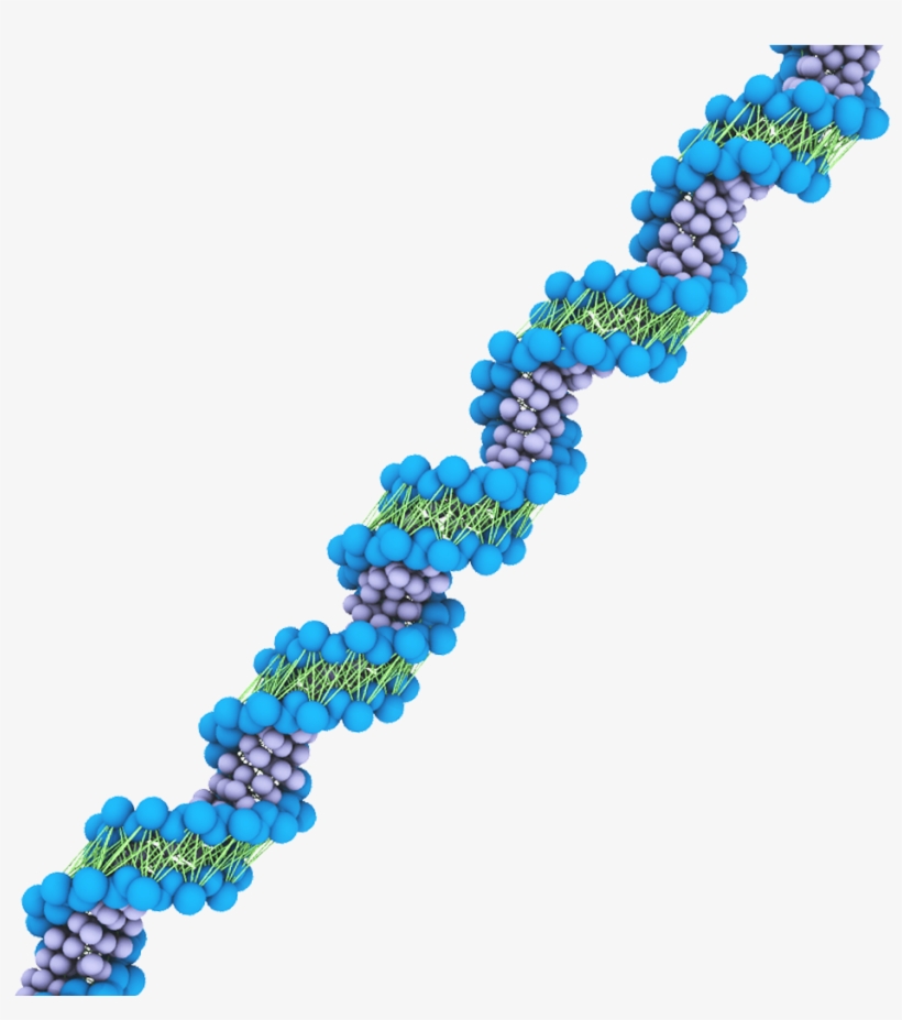 Dna - Dna Martini Force Field, transparent png #5571045