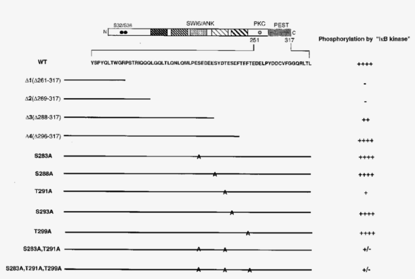 Phosphorylation Of Ib Mutants - Document, transparent png #5573959