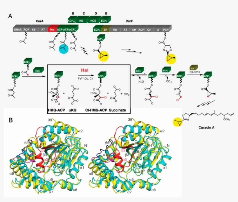 Structure And Function Of Cur Hal, transparent png #5574097