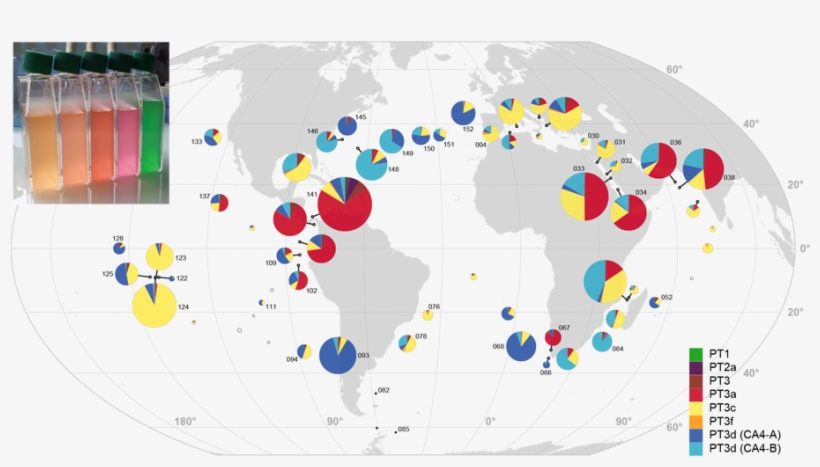 Station Biologique Roscoff Distribution Synechococcus - Circle, transparent png #5574771