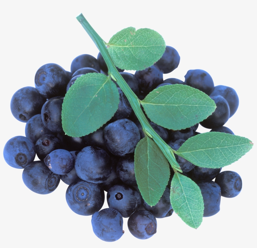 Sugar Cubes, Sunflower Seeds, Blueberry, Flowering - Blueberries On Tree Png, transparent png #5577783