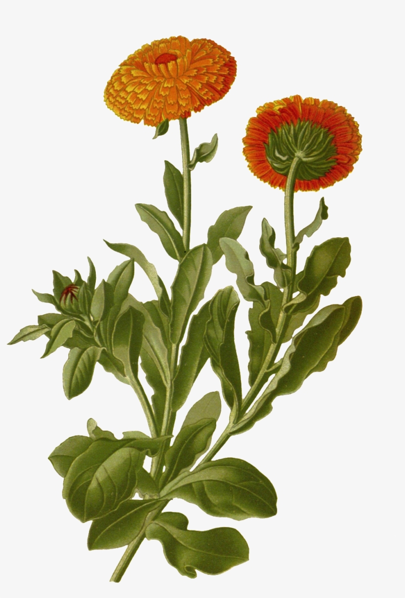 Hand Painted Two Chrysanthemum Flower Branches Transparent - Calendula Botanical, transparent png #5577901