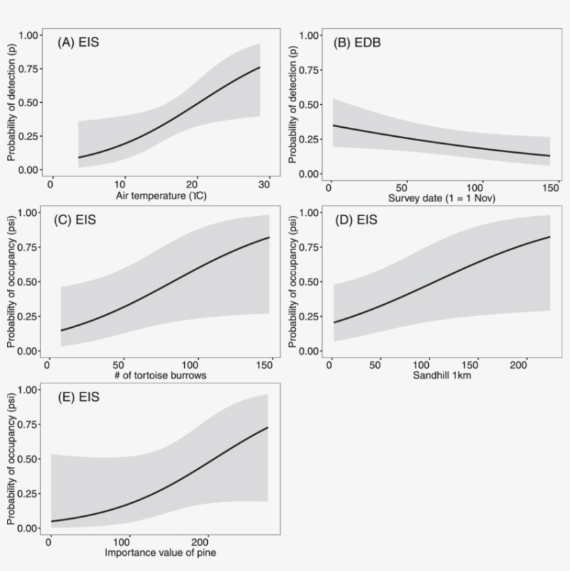 Relationships Between Eastern Indigo Snake And Eastern - Drymarchon, transparent png #5582824