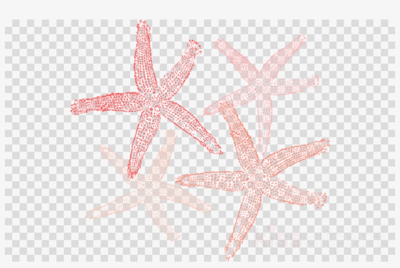 Coral Colored Starfish Png Clipart Starfish Clip Art - Title Frame Background Png, transparent png #5585929