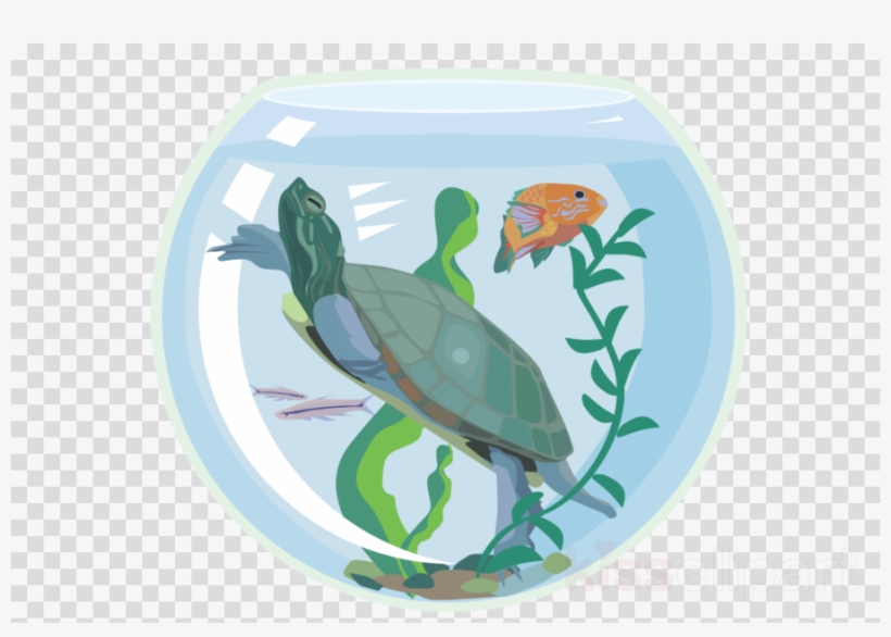 Turtle In Tank Clipart Turtle Aquarium Clip Art - Transparent Background White Plate, transparent png #5585993
