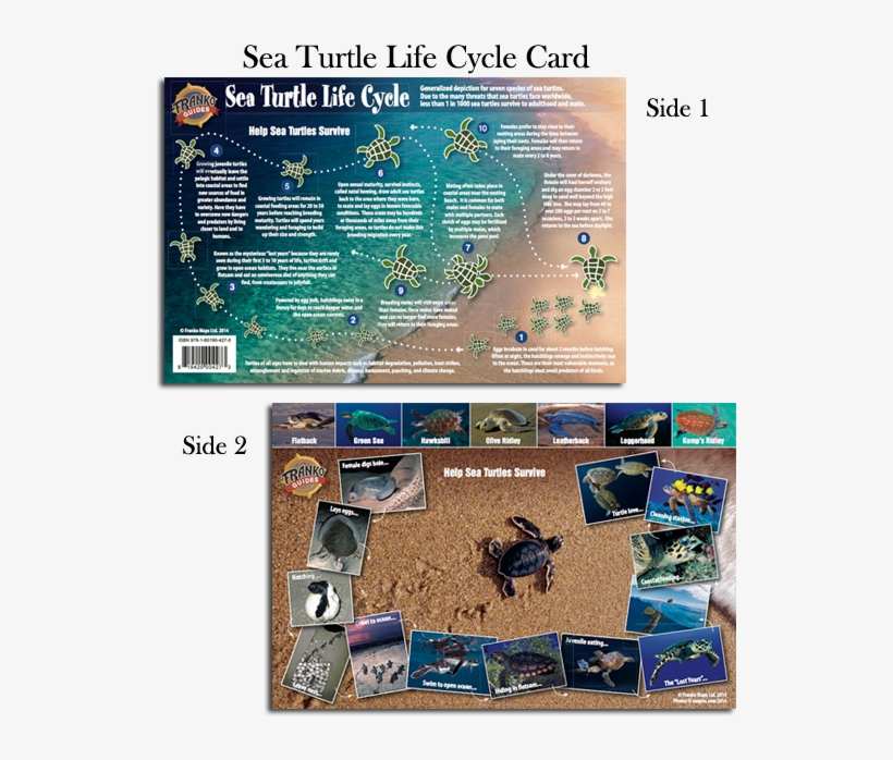 Sea-turtle - Franko Maps Sea Turtles Life Cycle Card, transparent png #5586186