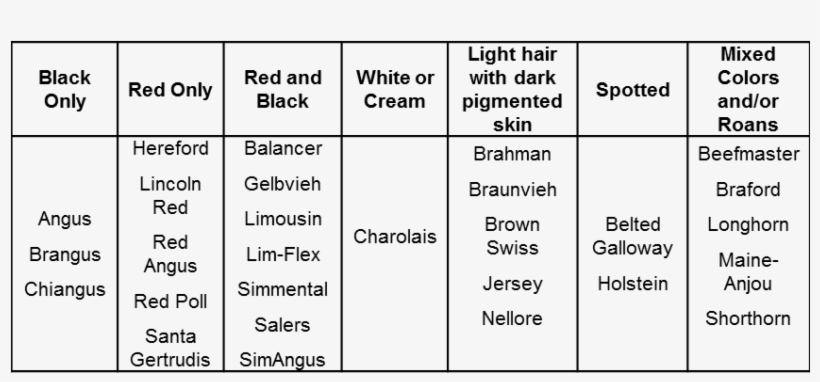 Basic Body Colors Of Common Cattle Breeds - Beef Cattle Breeds Table, transparent png #5586546