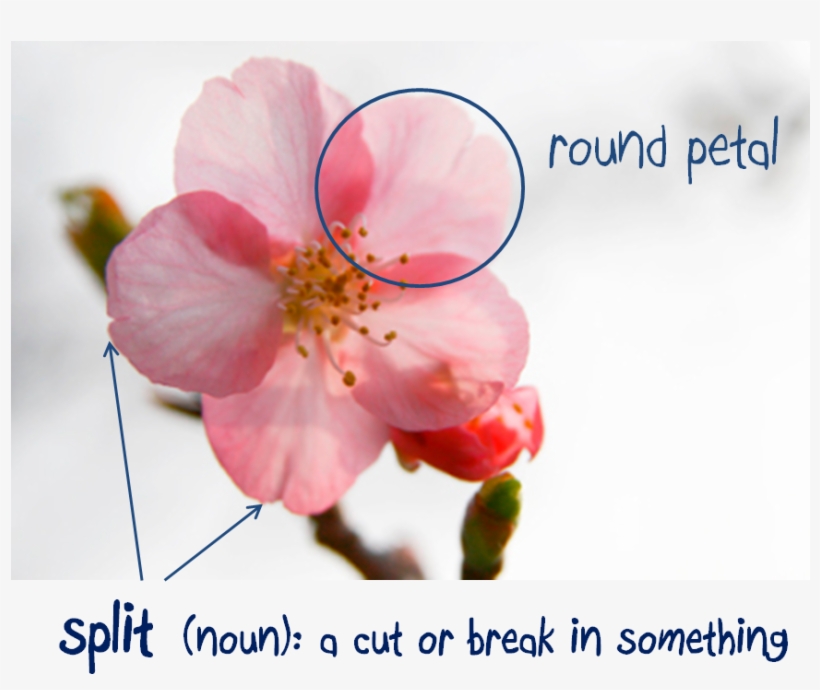 Cherry Blossoms Have 5 Round Circle Petals That Generally, transparent png #5587376