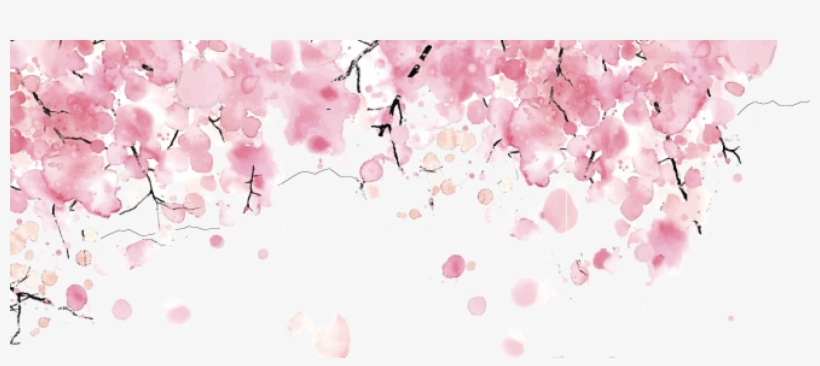 Cherry Blossom, transparent png #5587576