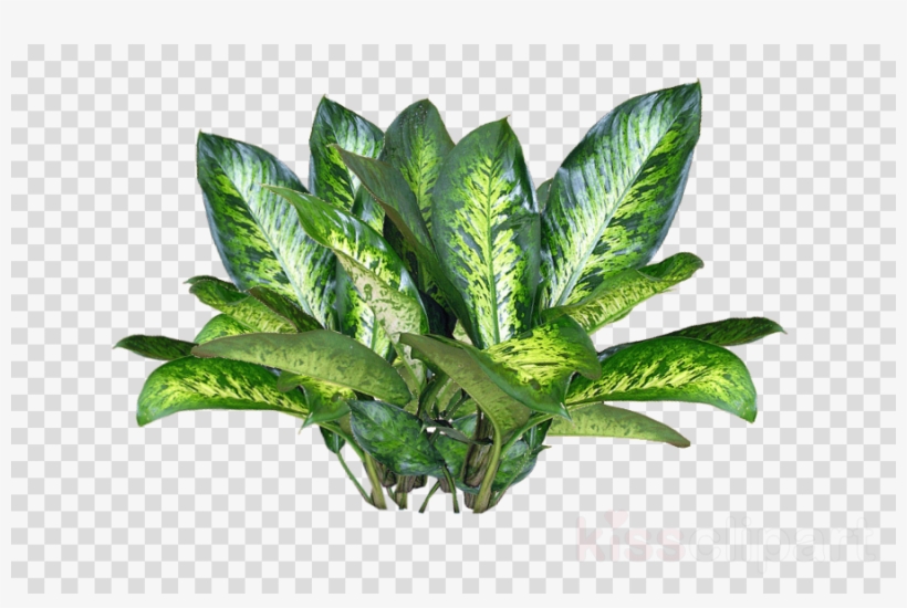 Plant Texture Png Clipart Plants - Png Format Png Flowers Plants, transparent png #5587822