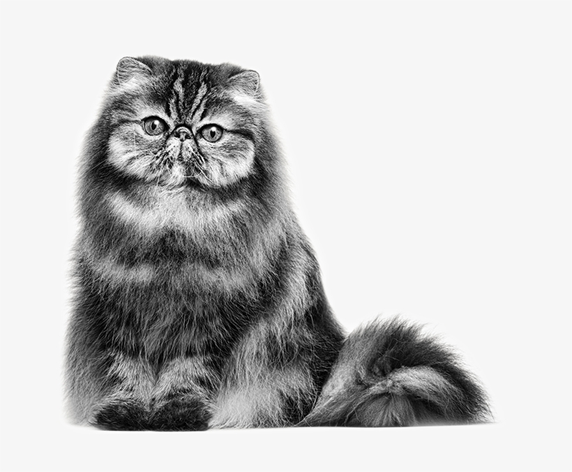 Persian Cat - Royal Persian Cat, transparent png #5590757