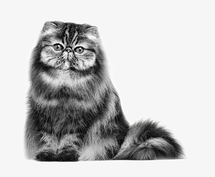 royal persian cat