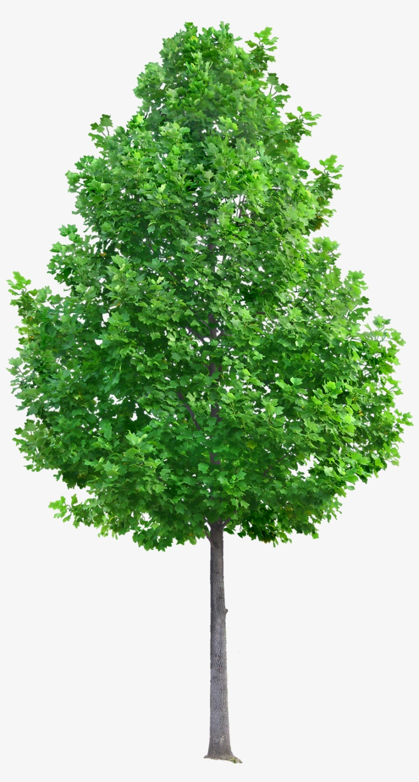 Pin By Ar - Tree Png, transparent png #5591567