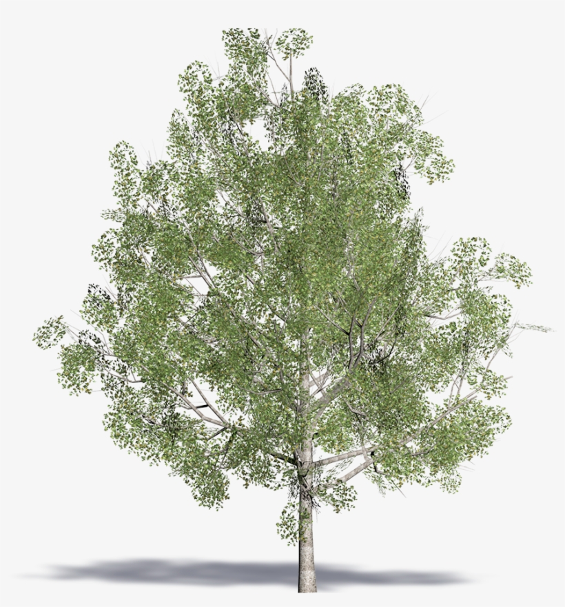 3d Viewview - Mexican Pinyon, transparent png #5591616