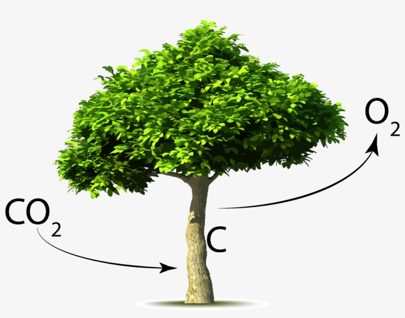 A Brief History Of The Earth's Co2 - Arbol Con Dioxido De Carbono, transparent png #5591763