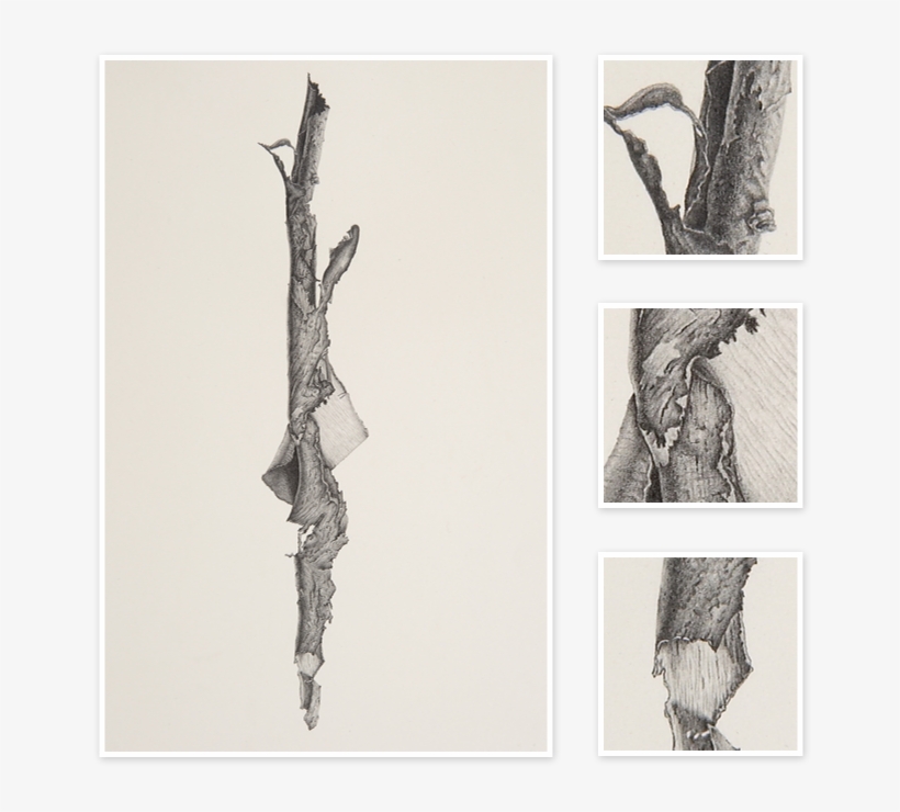 Svg Stock Artichoke Drawing Charcoal - Art, transparent png #5592054