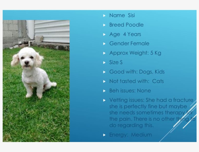 Poodle Png, transparent png #5592116