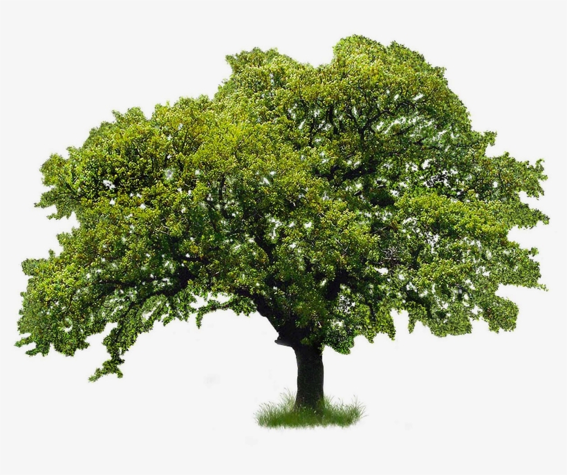 River Birch, transparent png #5592179