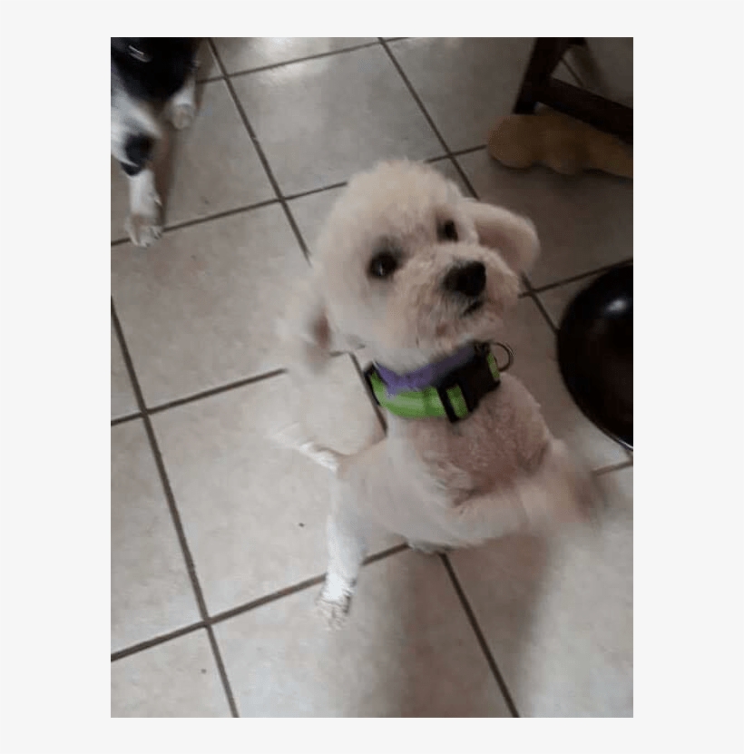 Adult Rate - Dog, transparent png #5592454