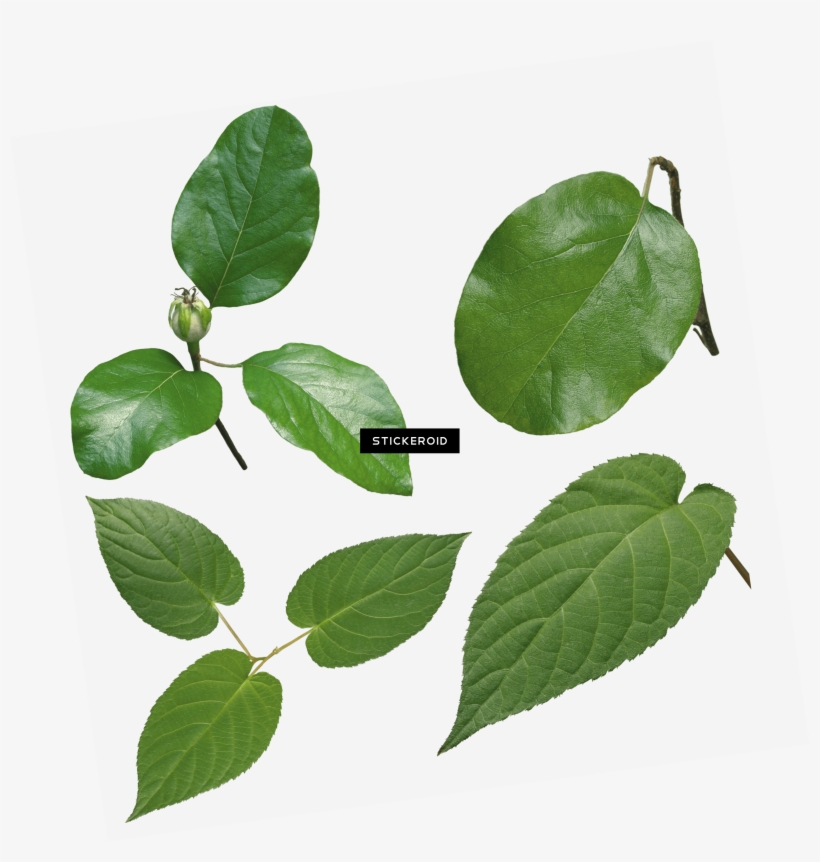 Green Leaves, transparent png #5592456