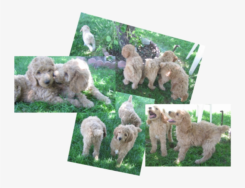 Southeast Idaho Poodles Home - Poodle, transparent png #5592589